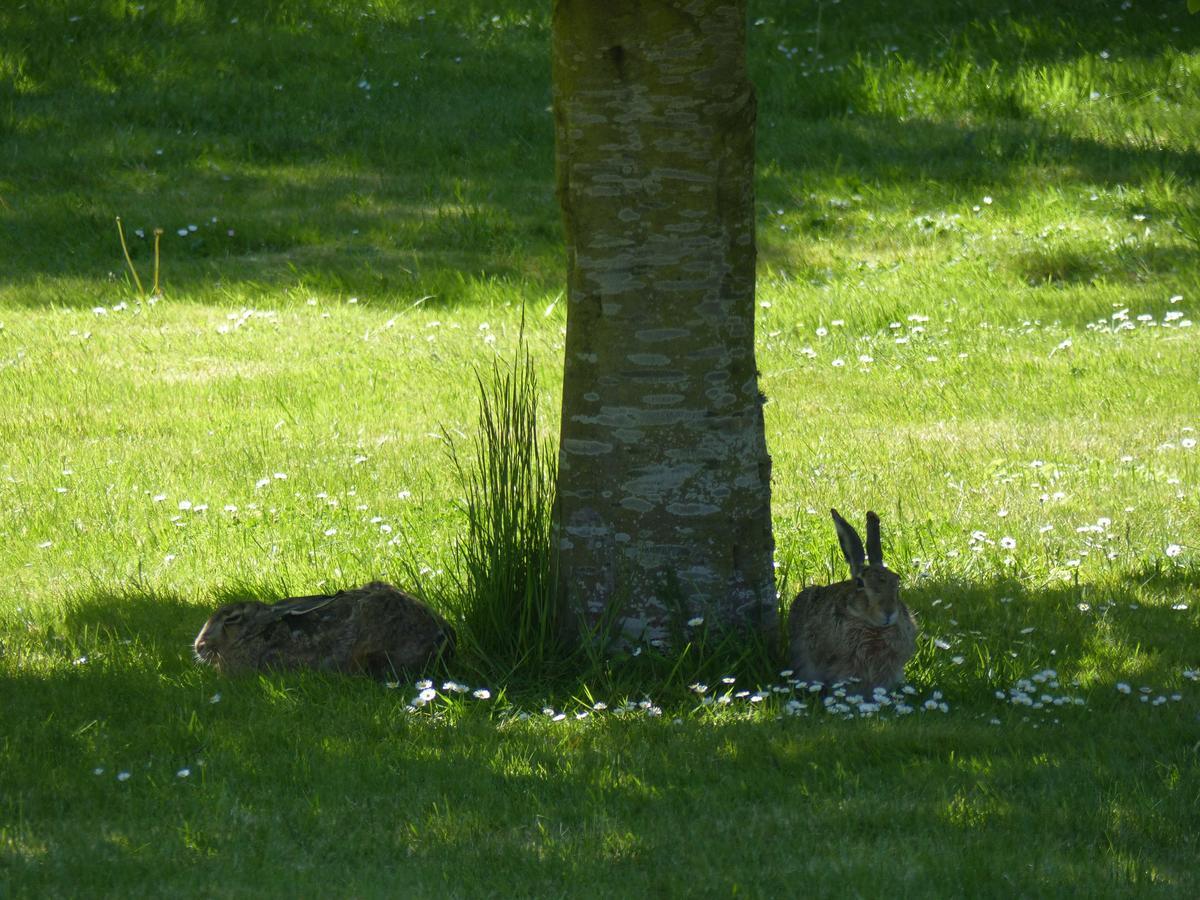 Birkely Bed And Breakfast Stege Buitenkant foto